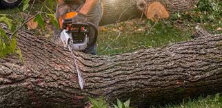 Best Tree Maintenance Programs  in Cheraw, SC